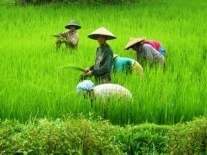 Agricultura na China